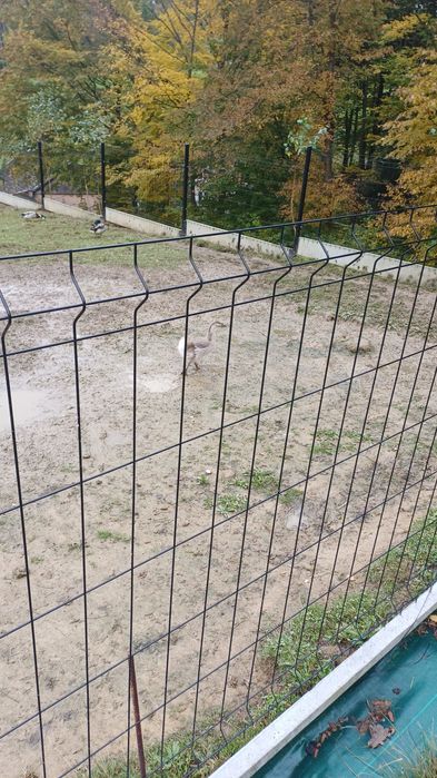 Gęsi garbonose- parka z młodym
