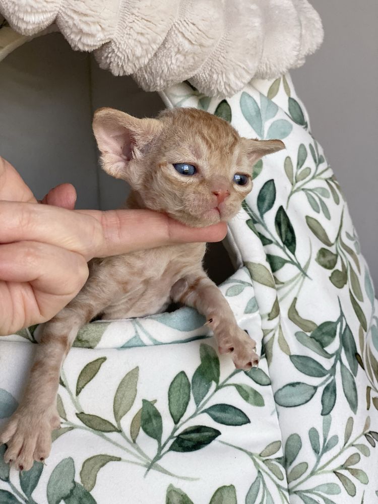 Baloo Calvados*PL  Chłopczyk Devon Rex