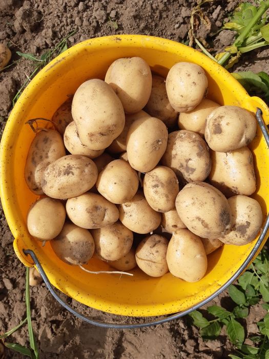 Ziemniaki jadalne Wineta Gala i Satina