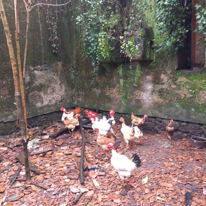 Galos cazeiros de qualidade