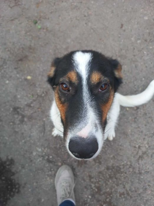 Пропала собака в районе Уральских казарм