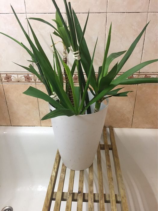 Растения Сансевьерия Трубчатая Sansevieria Francisii