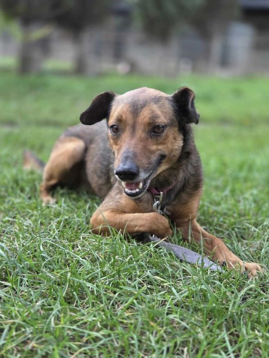 Pinczer mix Gryps szuka domu schronisko Zgierz -aktualne