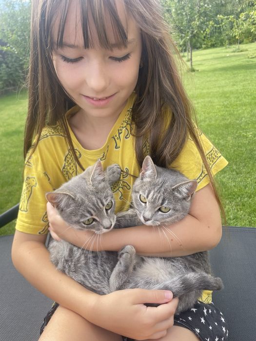 Котенята шукають сімʼю