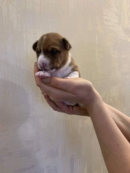 Найкращі зіркові діти басенджи