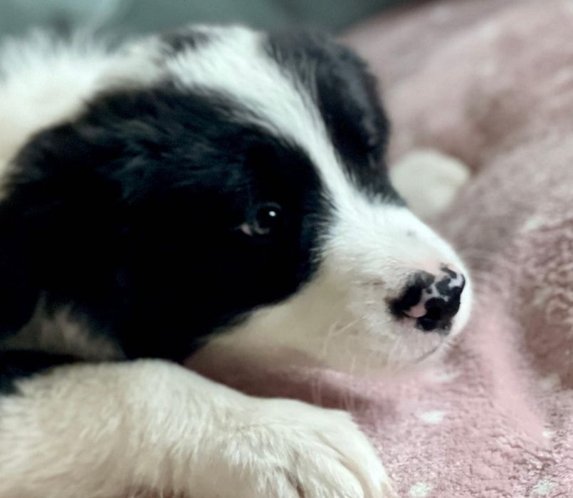 Piesek Border Collie - Hodowla Salus Canis FCI