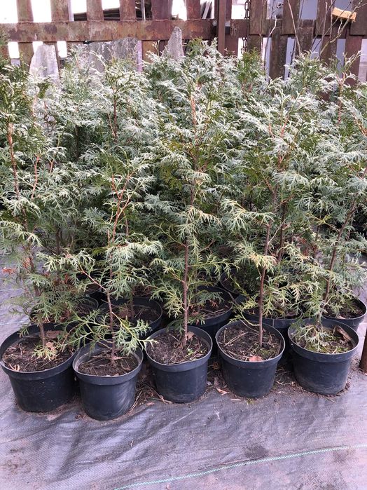 Декоративні рослини