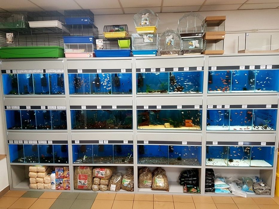 Ryby akwariowe duży wybór