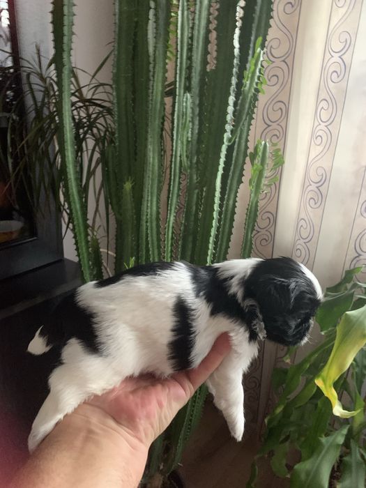 Pieski Shih Tzu o barwie Bicolor