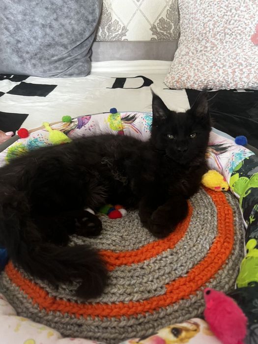 Продаж кошенят мейн кунів