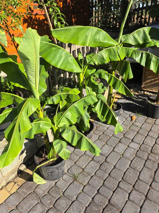 Bananowce mussa basjo