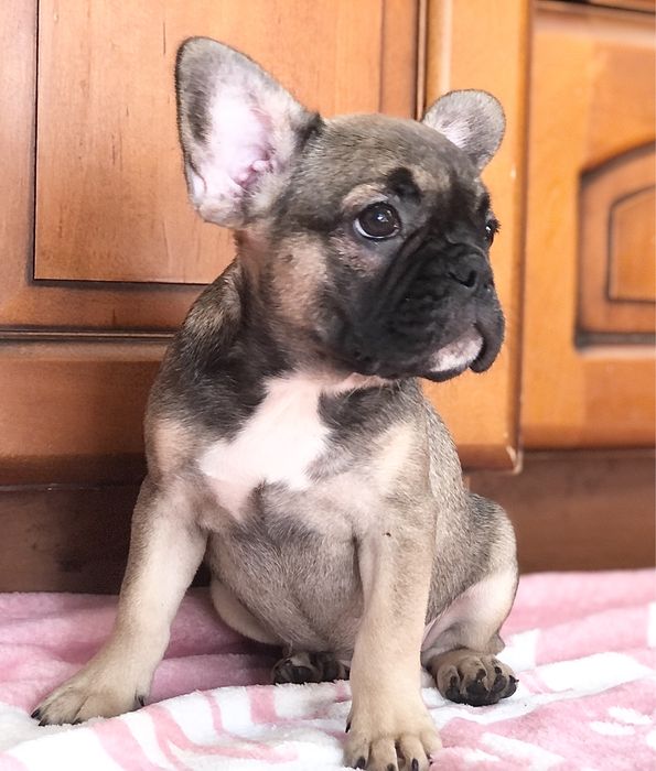 Buldog Francuski cudna ADA gotowa do zmiany domu