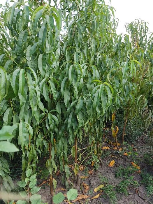 Саджанці плодових дерев. Купити саджанці