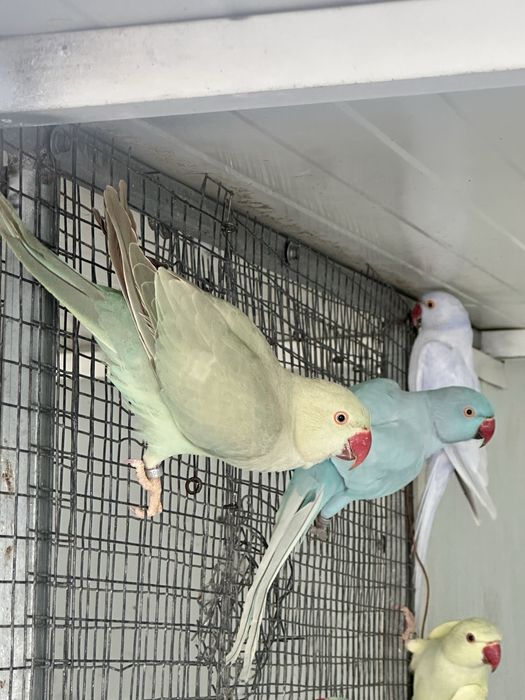 Ringnecks para troca