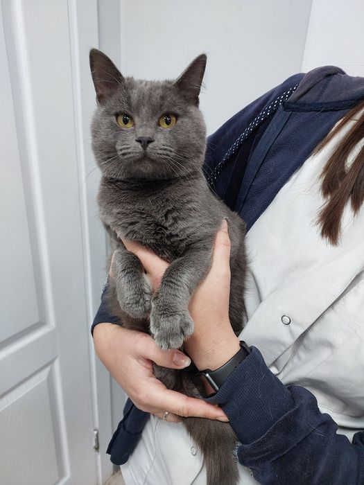 Британець 10м. шукає родину