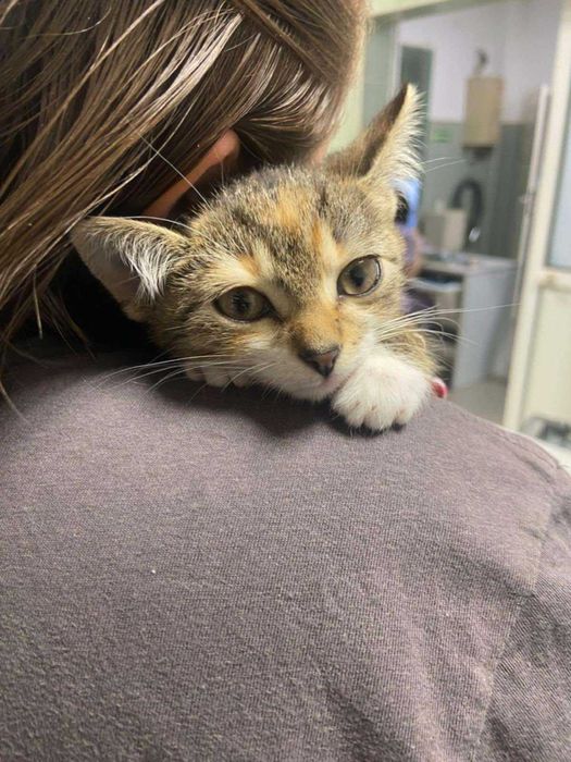 Pchełka chce u Ciebie zamieszkać