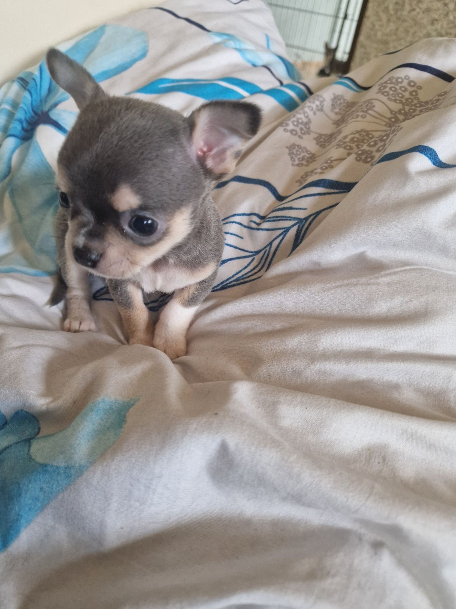 Zarezerwowany.Piesek chihuahua krótkowłosy
