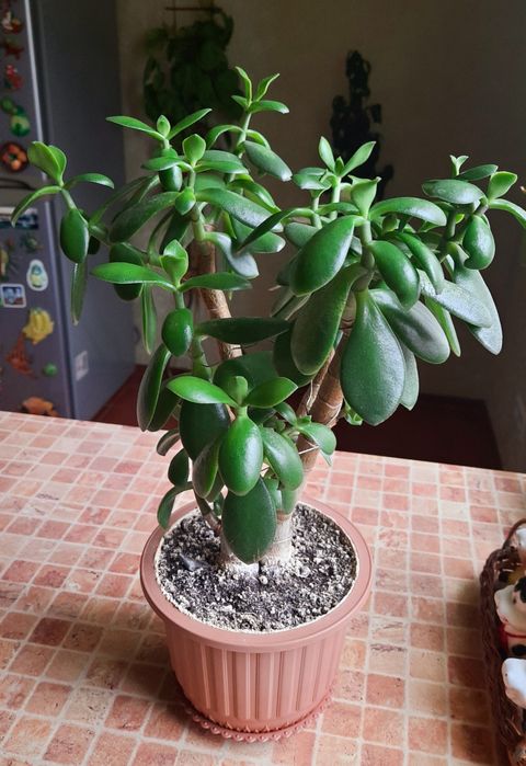 Крассула Товстянка