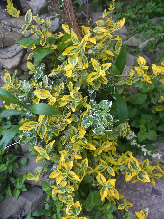 Бересклет, ялівець, самшит