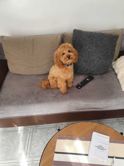 Maltipoo F1 śliczny piesek z metryką