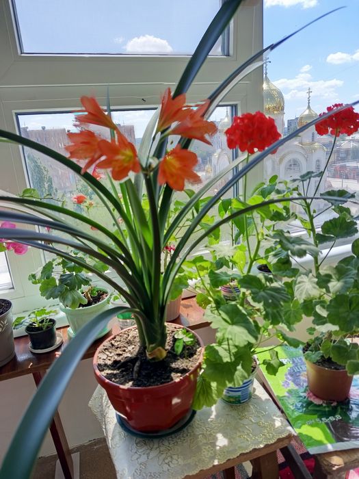 Комнатные цветы кливия