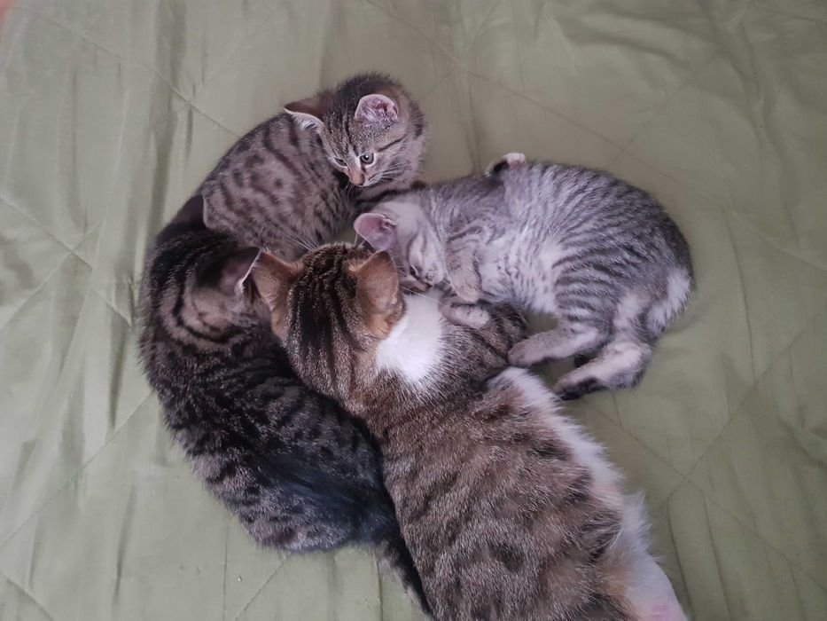 Koty Kotki Tygryski Piękne Zdrowe Zabawowe Czyste