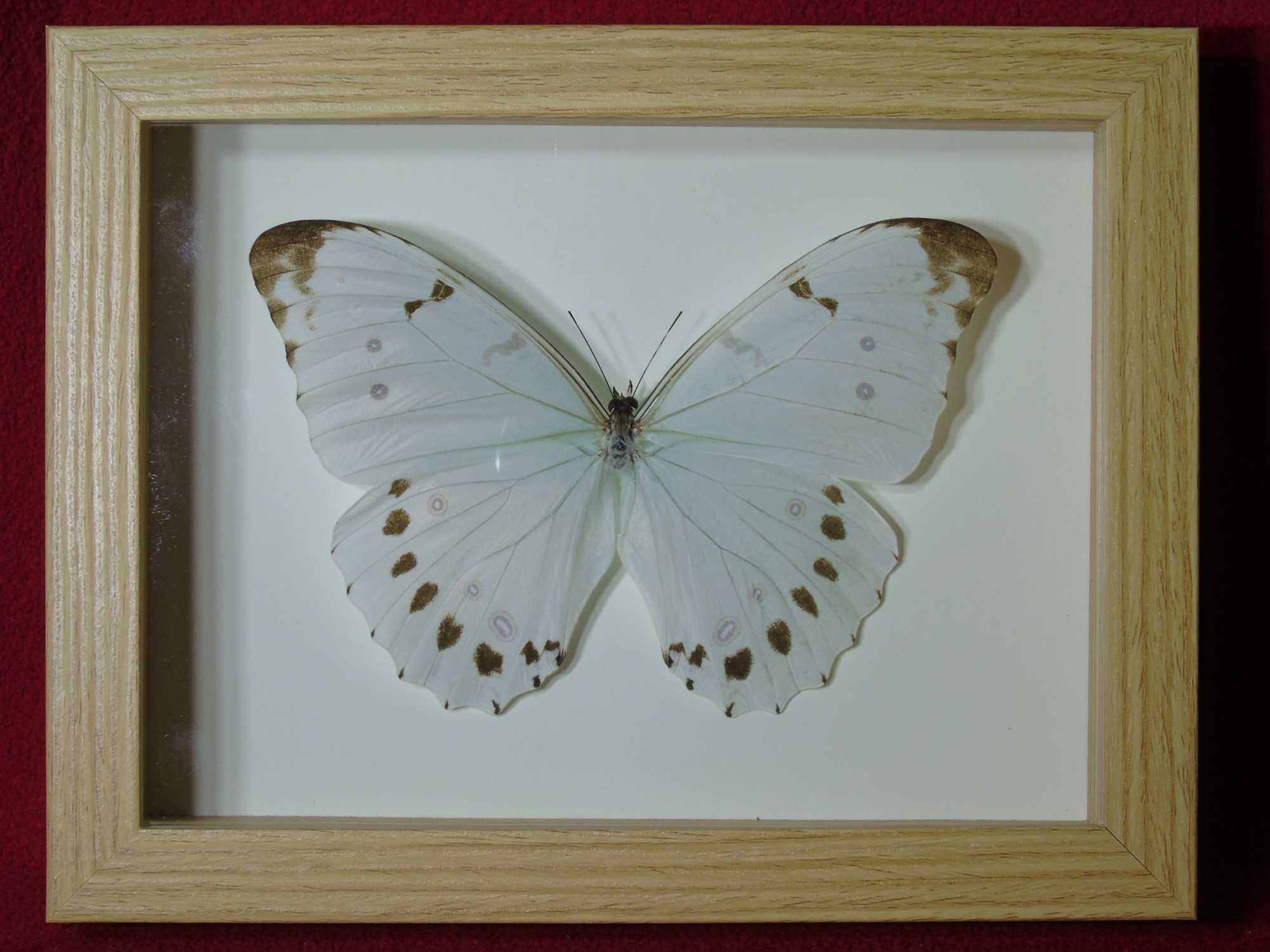 Motyl w ramce / gablotce 17 x 22 cm . Morpho luna - 150 mm .