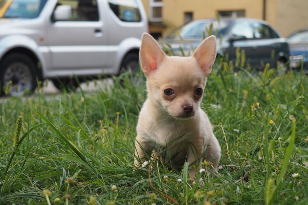 Szczeniak Chihuahua