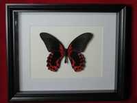 Motyl w ramce / gablotce 27 x 22 cm . Papilio rumanzovia - 125 mm .