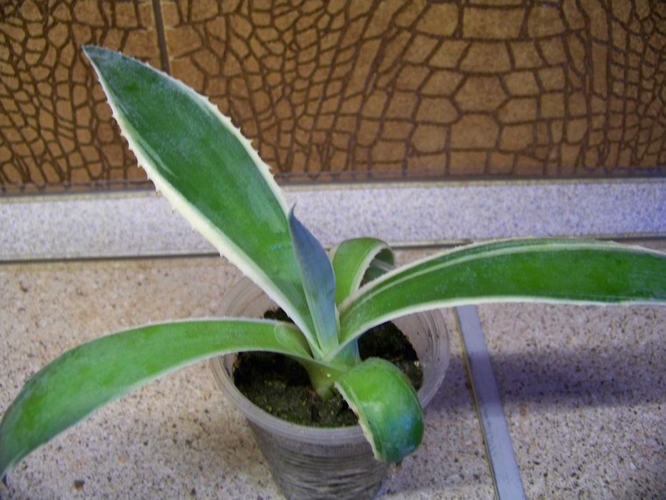 Агава американська