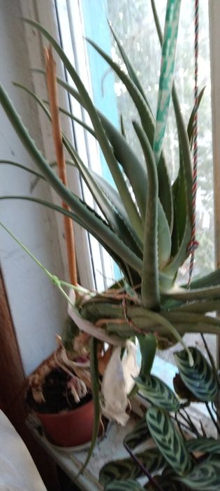 Алоэ. Продам два растения.