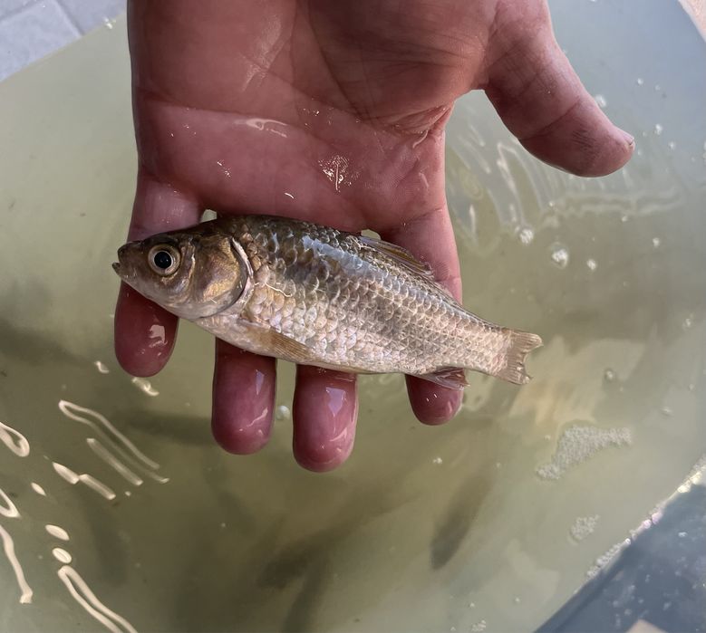 Karasie karaś na żywca żywiec