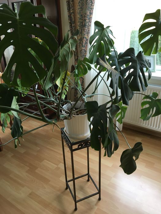 Szczepka monstera