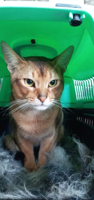 Абиссинский кот дикого окраса, вязка,