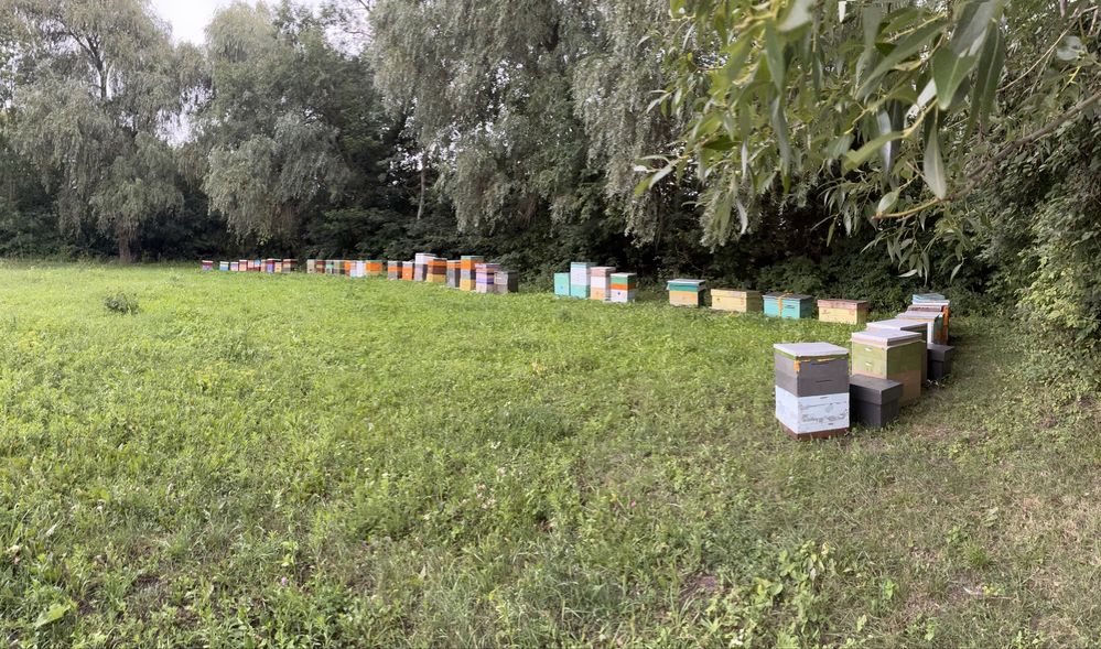Продам свіжий МЕД, (мед, мід, мёд, медовуха, вощина)