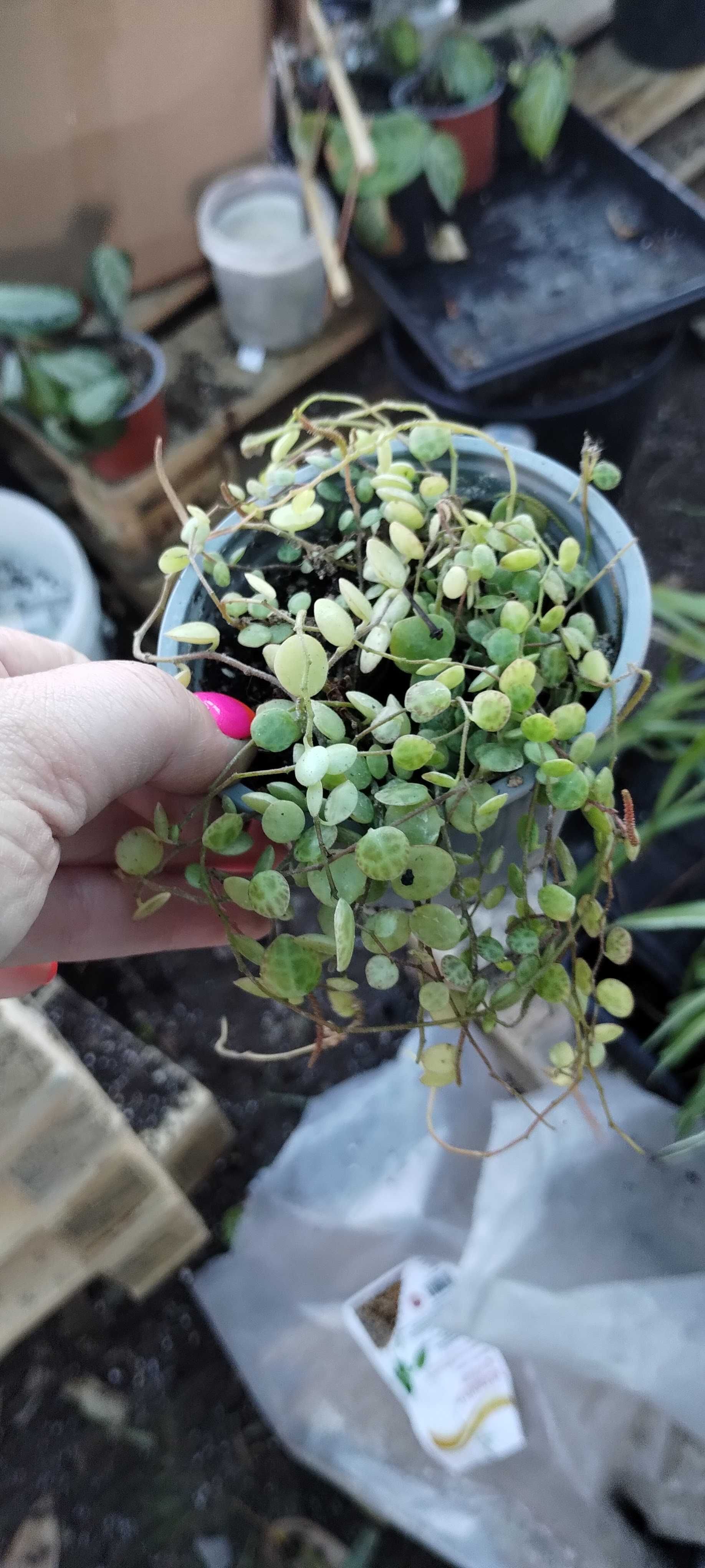 peperomia prostata string of turtles