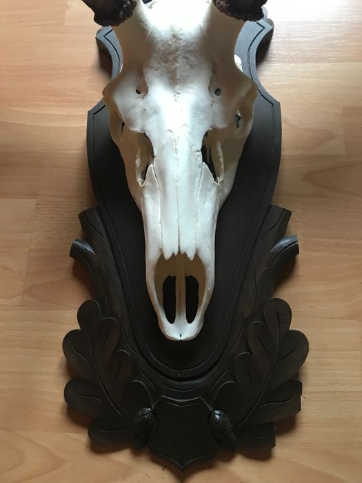 Sprzedam piękne, duże poroże  jelenia na pięknej rzeźbionej desce