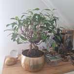 Fikus retusa bonsai