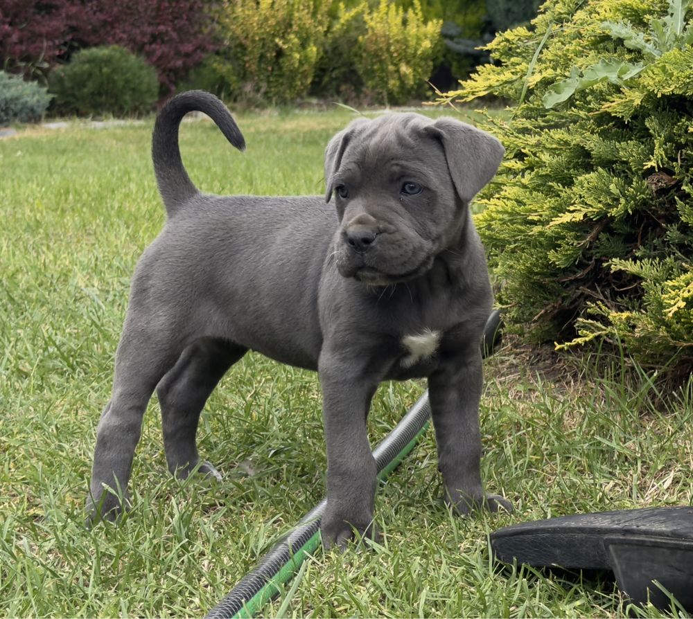 Szczeniak Cane Corso