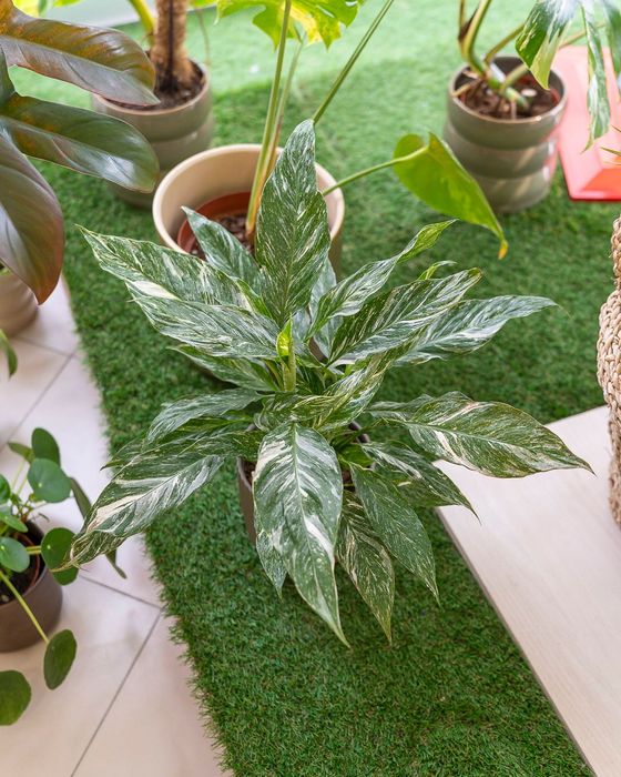 Plantas Interior (Monstera, Philodendron, ect)