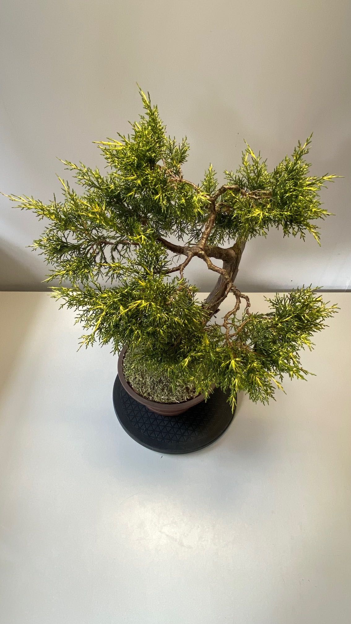 Wyprzedaż kolekcji drzewek BONSAI - Jałowiec duży