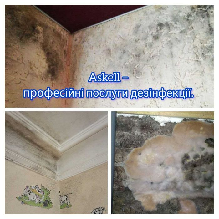 Удаление плесени, грибка. С гарантией! Обработка от плесени.