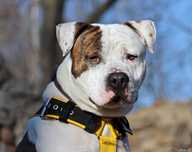 Amstaff Reksio szuka kochającego domki