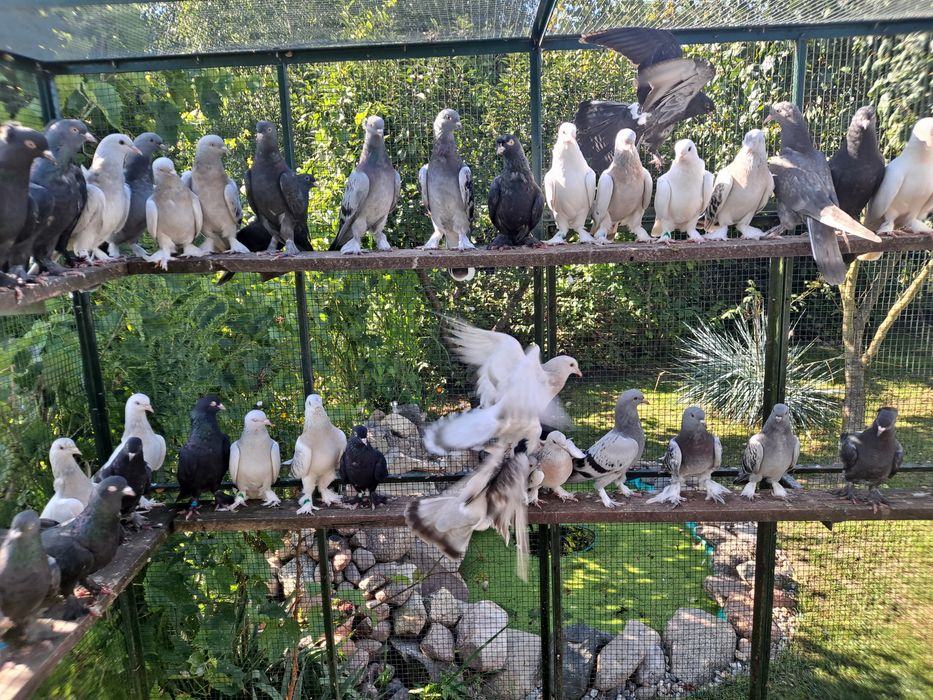 Takla Turecka gołąbki  akrobatyczne