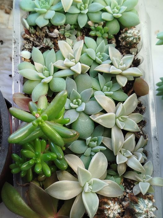 Суккулент по 15 гривень