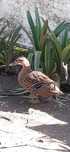 Vendo ou troco patos