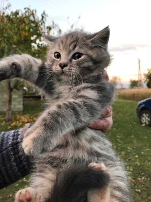 Віддам в добрі руки кошеня