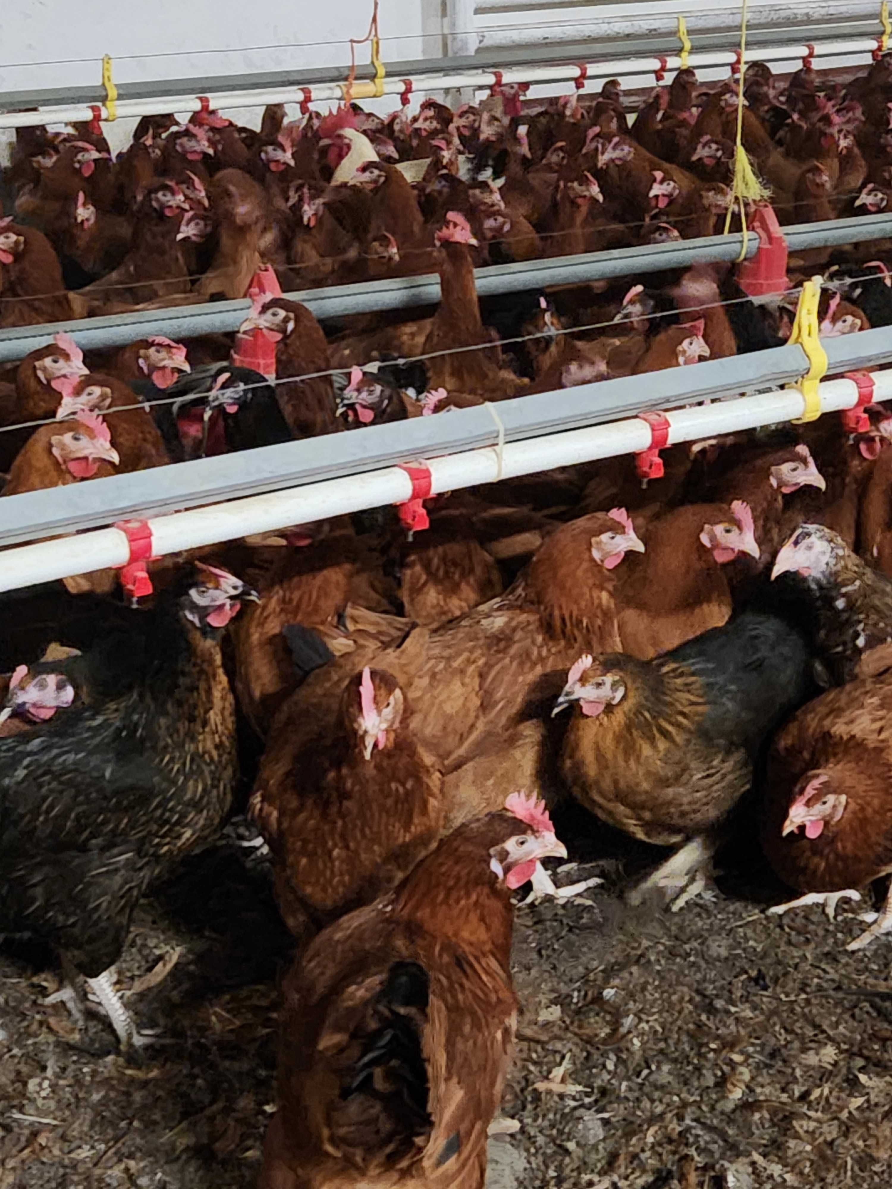 Kury nioski Rosa Messa Tetra Dominant ISA Leghorn Sendi ! ZAPRASZAM !