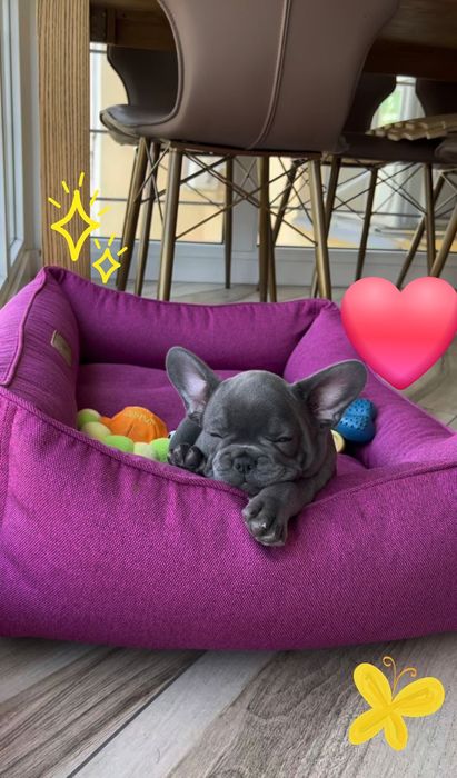 Міні бульдожка блакитного кольору