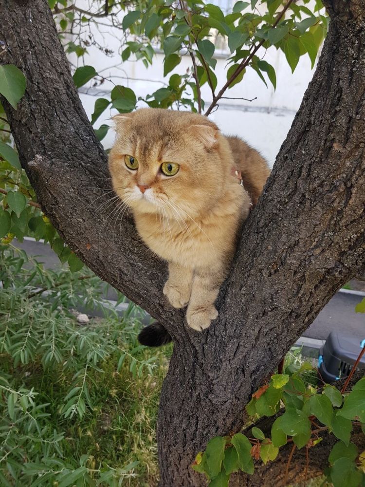 Вязка шотландського кота